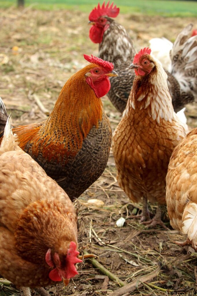 chickens, roosters, farm, bird, nature, animal, poultry, hen, fowl, chicken, rooster, brown farm, brown chicken