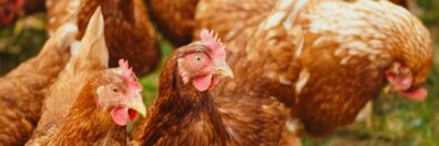 Close-up of brown chickens pecking in a sunny rural farmyard.